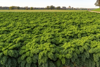 Kale field, growing area in the south of Düsseldorf, Volmerswerth district, on the Rhine, North