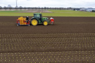 Lettuce plants are planted with a planting machine, Agriculture, Spring