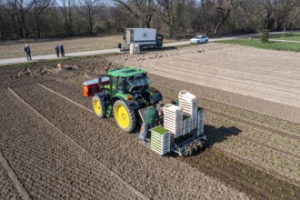 Agriculture, herb gardening, parsley is planted in rows in a field with a planting machine