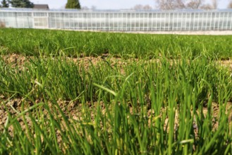 Agriculture, herb nursery, chives young plants, fresh in the field, field, planted