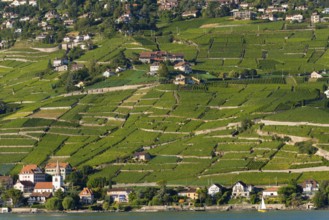 Viticulture in Lavaux, vine, vineyard, wine, agriculture, agribusiness, beverage, alcohol,