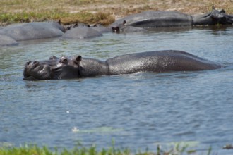 Hippopotamus (Hippopotamus amphibius), hippopotamus, danger, dangerous, in Khwai river in Moremi