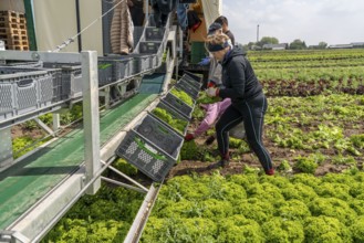 Harvesting Lollo Bianco lettuce, harvest workers cut off the lettuce heads, clean them and put them