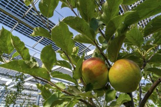 Agri-photovoltaic test plant, an apple tree plantation with two different systems of PV modules was