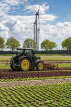 Agriculture, lettuce growing in a field, Lollo Bionda and Lollo Rossa, in long rows of plants,