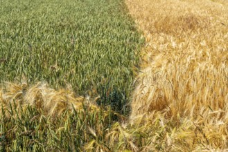 Grain field, wheat, soft wheat, ears, green, left, barley field right, ready for harvest, field