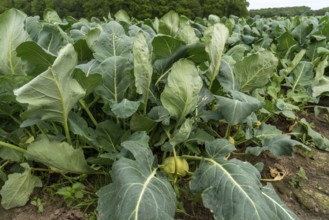 Field with kohlrabi plants, kohlrabi tubers, North Rhine-Westphalia, Germany, Europe