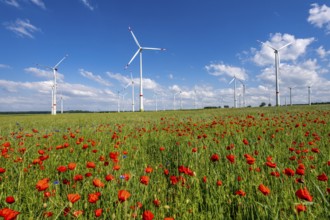 Wind farm, field with flower strips, insect-friendly border of fields with mixed flowers, poppies,