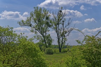 Landscape in the Ohre wetland with bushes and trees, including mistletoe, in the UNESCO Drömling