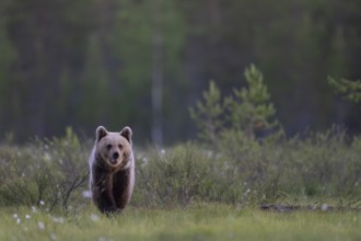 Brown bear (Ursus arctos) in the Finnish taiga, Kuusamo, Finland, Europe