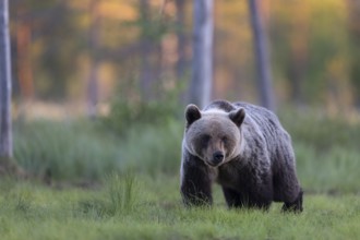 Brown bear (Ursus arctos) in the Finnish taiga, Kuusamo, Finland, Europe