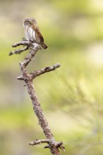 Pygmy owl (Glaucidium passerinum), Luce, Mountain area, Luce, Styria, Slovenia, Europe