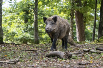 Wild boar (Sus scrofa), boar, Vulkaneifel, Rhineland-Palatinate, Germany, Europe