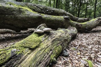 Deadwood with tinder fungus (Fomes fomentarius) in beech forest (Fagus sylvatica), Emsland, Lower