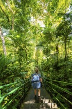 Tourist on the way in the rainforest to Cerro Tortuguero, Tortuguero National Park, Costa Rica,