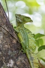 Plumed basilisk (Basiliscus plumifrons), adult male sitting on a branch, Tortuguero National Park,