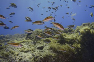 Female ornate wrasses (Thalassoma pavo) swim near seaweed in the clear blue water. Dive site Cueva