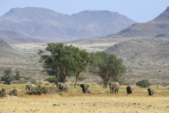 Desert elephants (Loxodonta africana) in the Huab dry river, Damaraland, Kunene region, Namibia,