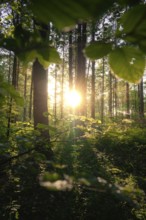 Sunrise in the forest, the sunlight penetrates through the trees and creates a peaceful and green