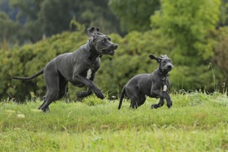 Great Dane, Saupacker, Great Dane