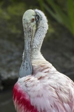 Roseate spoonbill (Platalea ajaja, Ajaja ajaja) preening feathers with spatulate bill