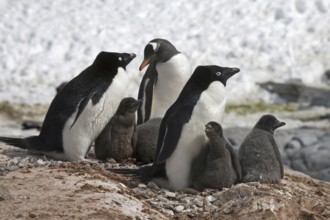 Gentoo Penguin (Pygoscelis papua) intruding Adélie Penguin (Pygoscelis adeliae) colony with chicks