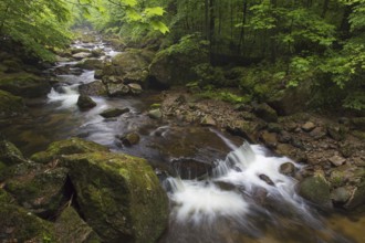 Ilse creek running in the Ilse valley, Ilsetal at the Harz National Park in summer, Saxony-Anhalt,