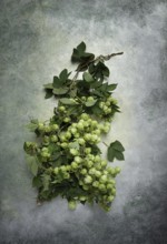 A branch with leaves of fresh hops, beer ingredient, top view