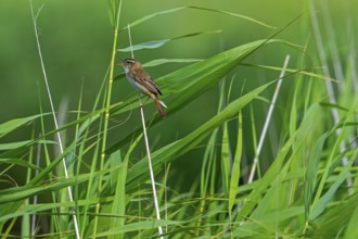 Sedge warbler (Acrocephalus schoenobaenus, Motacilla schoenobaenus) calling from reed stem in