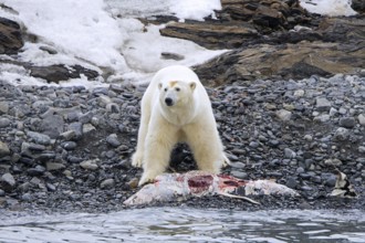 Solitary polar bear (Ursus maritimus) eating from beached dolphin carcass along the Svalbard coast