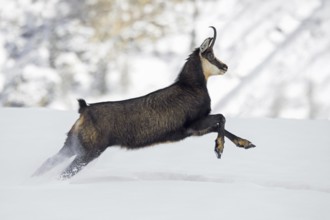 Alpine chamois (Rupicapra rupicapra) female in dark winter coat running down snow covered mountain