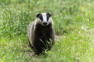 A badger stands attentively in a green meadow and looks head-on, european badger (Meles meles),