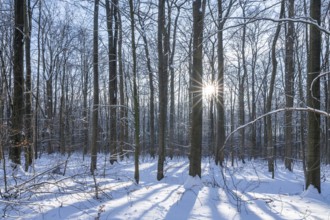 Deciduous forest in winter, snow, sun star, Hainich National Park, Thuringia, Germany, Europe