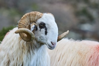 A ram with horns looks at the camera in a meadow, sheep (e) or goat (n), ovis, caprae, Crete, Greek