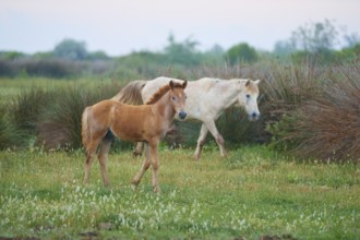 White Camargue horse with foal, running in the meadow, summer, Camargue, France, Europe