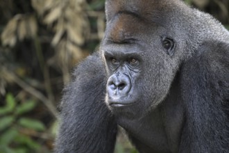 Western lowland gorilla (Gorilla gorilla gorilla), portrait, Réserve Lésio-Louna nature reserve,