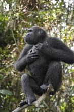 Western lowland gorilla (Gorilla gorilla gorilla) drumming on its chest, male animal, Réserve