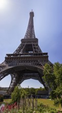 View of the Eiffel Tower from below with flowering plants in the foreground on a sunny day, Paris