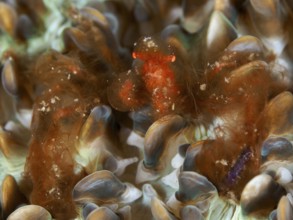 An orange creature, orang-utan crab (Achaeus japonicus), on a coral, dive site Gondol East,