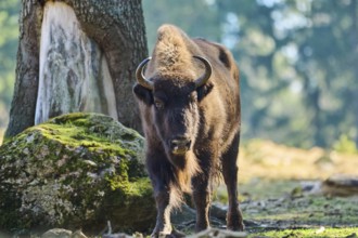 European bison (Bison bonasus) in a forest in spring, Bavarian Forest, Germany, Europe