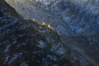 Gleefully coloured larches against the light on a rugged cliff, Canton Valais, Switzerland, Europe