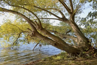 Willows (Salix) with autumn leaves on the lakeshore, blue sky, Möhnetalsperre, North