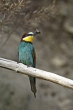 Bee-eater (Merops apiaster), bird on a perch with an insect in its beak, Salzlandkreis,