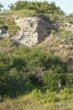 Bee-eater (Merops apiaster), marl quarry, biotope of the bee-eater, breeding area for bee-eaters,