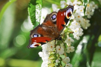 Peacock butterfly (Inachis io), September, Mecklenburg-Western Pomerania, Germany, Europe