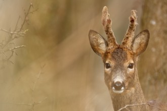 Roe deer looking directly into the camera, surrounded by blurred branches, European roe deer