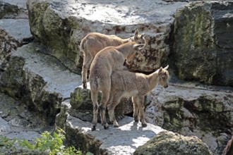 Ibex (Capra ibex), young animal, captive