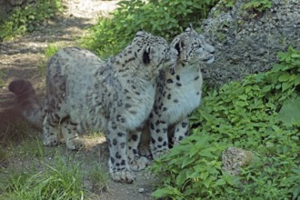 Snow leopard (Panthera uncia), captive