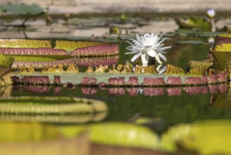 Blossom of a water lily, water lily pond in the Zoological-Botanical Garden, Stuttgart,