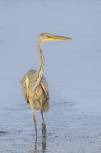 Grey heron (Ardea cinerea) standing in the water of the Baltic Sea, wildlife, nature photography,